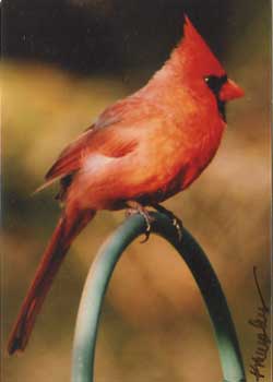 May - "Afternoon Cardinal" by Kathy Murphy, Oshkosh WI - Photography